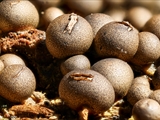 lycogala epidendrum wird auch Blutmilchpilz genannt. Fruchtkörper ist anfangs weich und hellrosa, später wird er rötlichgrau, dann gelbbraun bis schwärzlich.